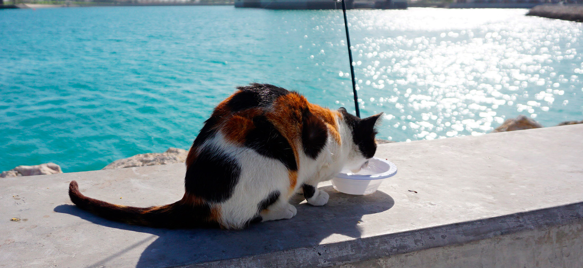 krill antártico para gatos